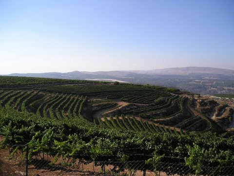 виноградники в Израиле