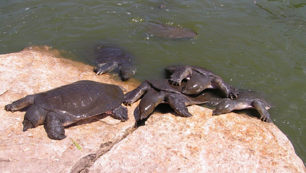 Alexander River Turtles