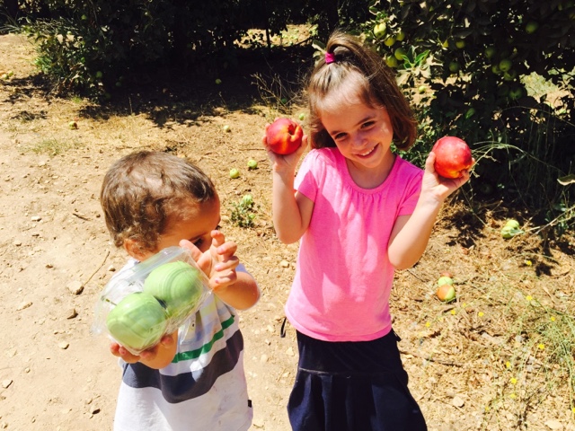 beresheet-apples-visitor-center-tour-fields